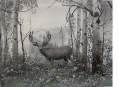 Mule Deer_1930_DenverMuseum copy