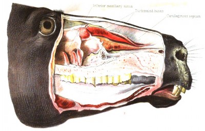 Image: Cross-section illustration of a horse head. Source: A.B. Judson. “Records of Post-Mortem Investigations” in Third Annual Report of the Board of Health of the Health Department of the City of New York (New York: Appleton, 1873) 282-291.